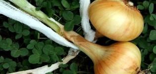 Step-by-step schemes for weaving onions into braids for storage and drying