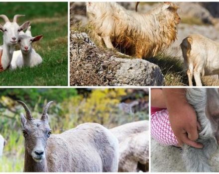 Comment stimuler la chèvre à chasser et provoquer de la chaleur, quand se couvrir