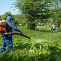 Description des meilleurs herbicides de la berce du Caucase et des règles de traitement des médicaments