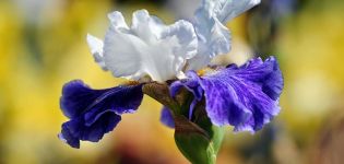 Comment propager les iris par graines et faire pousser à la maison