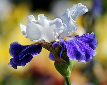 How to propagate irises by seeds and grow at home