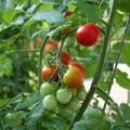 Characteristics and description of the tomato variety Sweet girl, its yield