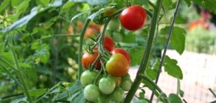 Characteristics and description of the tomato variety Sweet girl, its yield