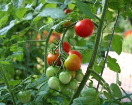 Características y descripción de la variedad de tomate Sweet girl, su rendimiento