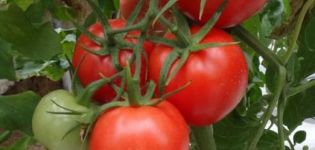 Description de la variété de tomates Kupets, ses caractéristiques et son rendement