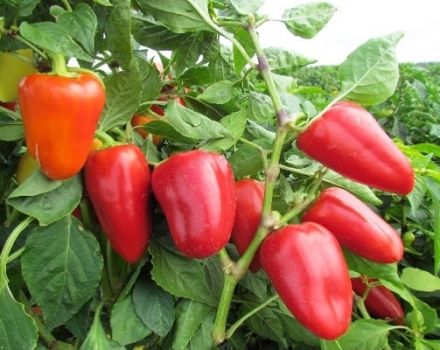 Description of the Atlant pepper variety, its characteristics and cultivation