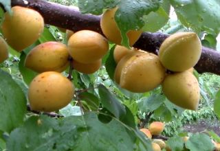 Descripción de la variedad de albaricoque de Manitoba, rendimiento, plantación y cuidado.