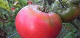 Descripción de la variedad de tomate Pink King y sus características