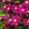 How can you feed clematis in the fall, the best fertilizers for flowers