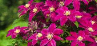 How can you feed clematis in the fall, the best fertilizers for flowers