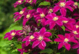 Comment nourrir les clématites à l'automne, les meilleurs engrais pour les fleurs