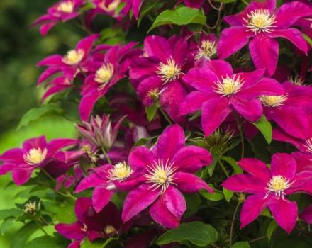 Paano mo mapapakain ang clematis sa taglagas, ang pinakamahusay na mga pataba para sa mga bulaklak