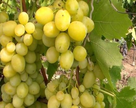 Descripción y sutilezas del cultivo de uvas Pervozvanny.