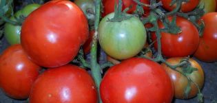 Description de la variété de tomate Joues épaisses et ses caractéristiques