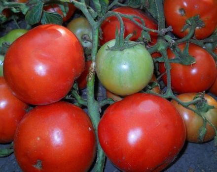 Descripción de la variedad de tomate Mejillas gruesas y sus características