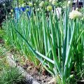 Description and types of perennial onions, recommendations for growing and care