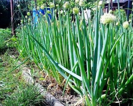 Description and types of perennial onions, recommendations for growing and care