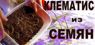 Kaedah pembiakan clematis dengan biji, menanam dan tumbuh di rumah