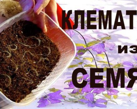 Kaedah pembiakan clematis dengan biji, menanam dan tumbuh di rumah