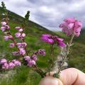 Propriétés médicinales et contre-indications à l'utilisation de l'herbe de bruyère, composition