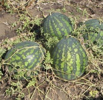 Description of the watermelon variety Kholodok and features of its cultivation, collection and storage of the crop