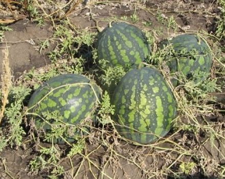 Description of the watermelon variety Kholodok and features of its cultivation, collection and storage of crops