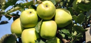 Characteristics and description of the apple variety Ainur, tasting assessment and disease resistance