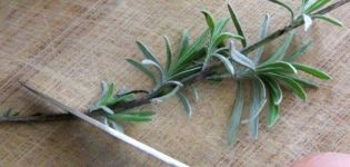 How to propagate lavender by seeds and dividing the bush, layering and cuttings