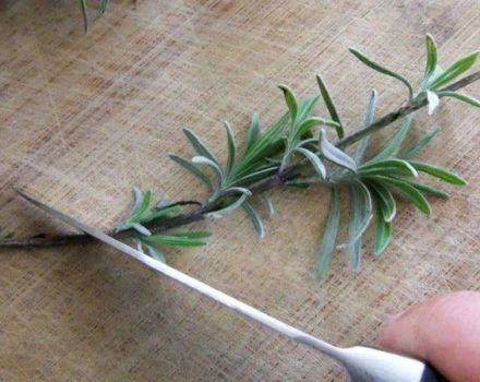 How to propagate lavender by seeds and dividing the bush, layering and cuttings