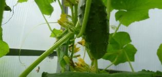 Description of the Berendey f1 cucumber variety, cultivation features and care