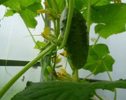 Description of the Berendey f1 cucumber variety, cultivation features and care