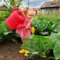 The use of boric acid for spraying cabbage