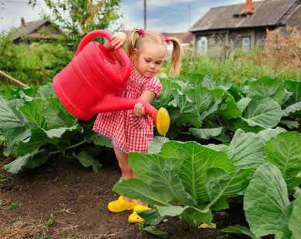 The use of boric acid for spraying cabbage