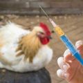 List of TOP 16 best antibiotics for chickens, how to give drugs correctly