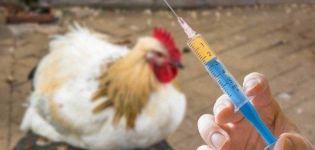 Senarai TOP 16 antibiotik terbaik untuk ayam, cara memberi ubat dengan betul