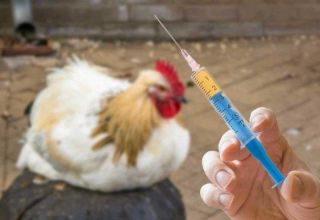 List of TOP 16 best antibiotics for chickens, how to give drugs correctly