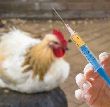 Lista de los 16 mejores antibióticos para pollos, cómo administrar medicamentos correctamente