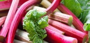 How to properly freeze rhubarb for the winter at home and is it possible