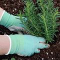 How to grow and care for rosemary outdoors in the Rostov region