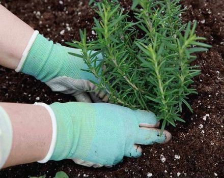 Cómo cultivar y cuidar el romero al aire libre en la región de Rostov.