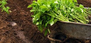 Cómo cultivar y cuidar adecuadamente los tomates en un invernadero.