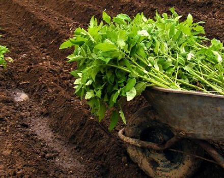 How to properly grow and care for tomatoes in a greenhouse