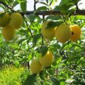 Description of the best varieties of cherry plum for the Moscow region, planting, growing and care