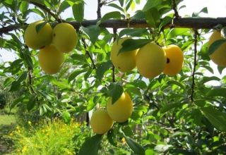 Beschrijving van de beste variëteiten van kersenpruim voor de regio Moskou, planten, groeien en verzorgen