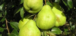 Description and characteristics of the August dew pear variety, ripening time, planting and care