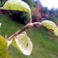 Quels remèdes chimiques et populaires pulvériser sur un pommier pour se débarrasser des fourmis