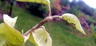 Quels remèdes chimiques et populaires pulvériser sur un pommier pour se débarrasser des fourmis