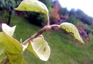 Quels remèdes chimiques et populaires pulvériser sur un pommier pour se débarrasser des fourmis