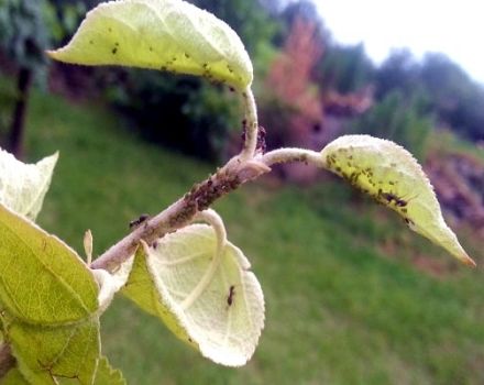 What chemical and folk remedies to spray an apple tree to get rid of ants