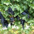 Planting and caring for grapes in Siberia, variety selection and growing scheme for beginners